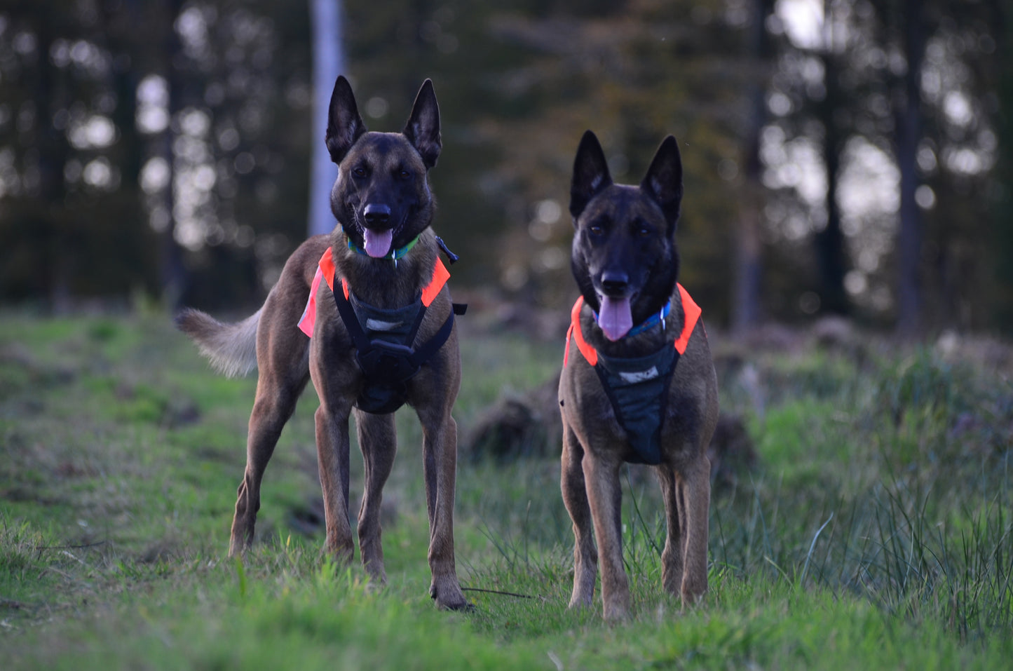 PROTECTOR VEST