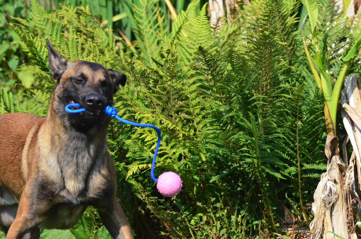 Color Ball'N'Rope