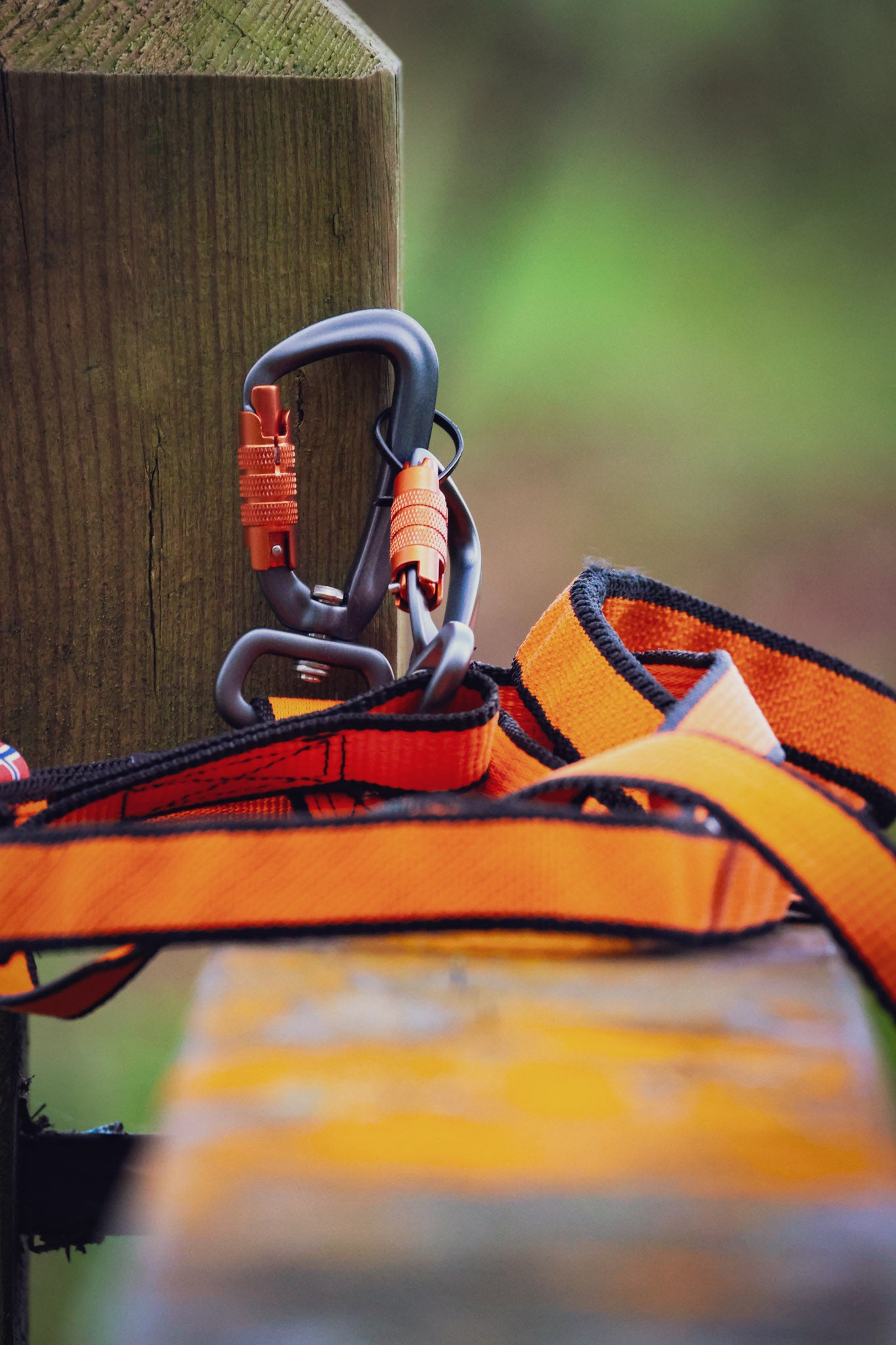 Bungee Leash Double