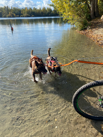 Bungee Leash Double