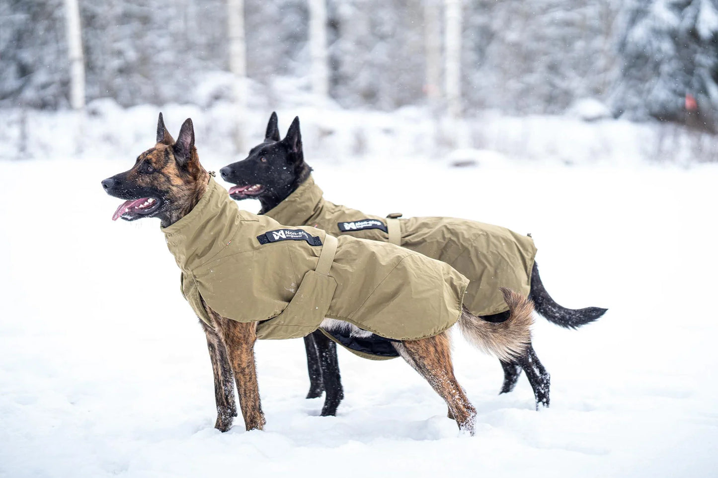 GLACIER DOG JACKET WD